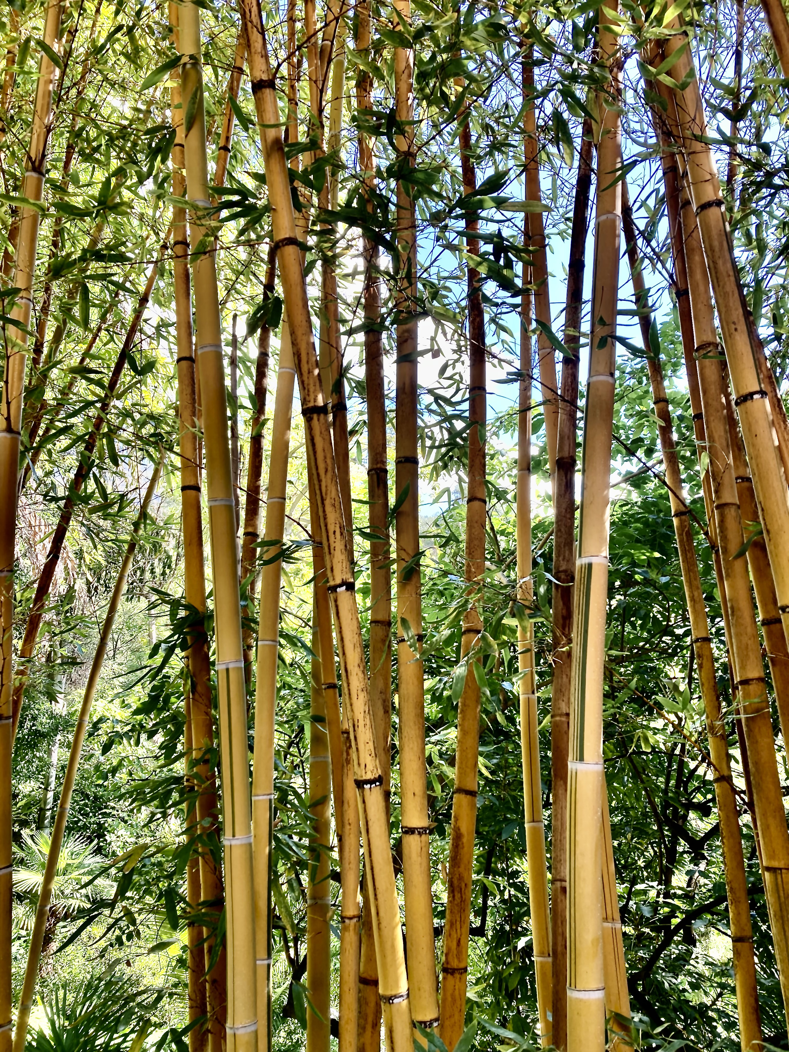 One of the many varieties of bamboo in the garden