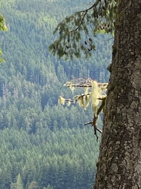 Moss begins to appear on trees