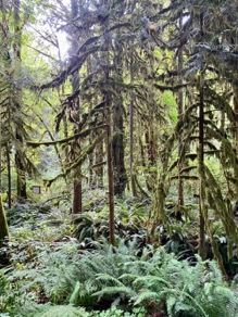 Trees completely wrapped in mosses