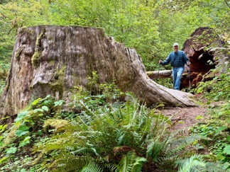 Ancient stump