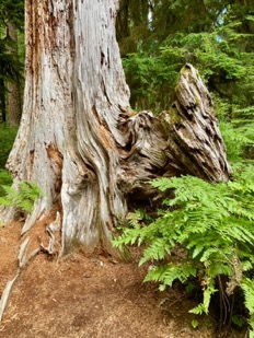 Moss Trail