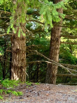 Turn-off trees showing bank steepness