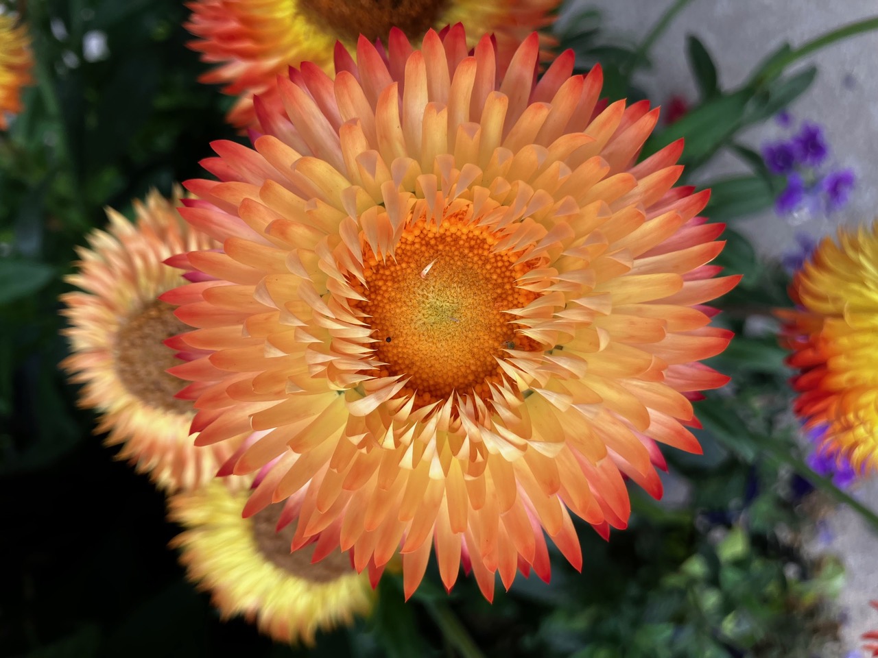 An orange flower in bloom