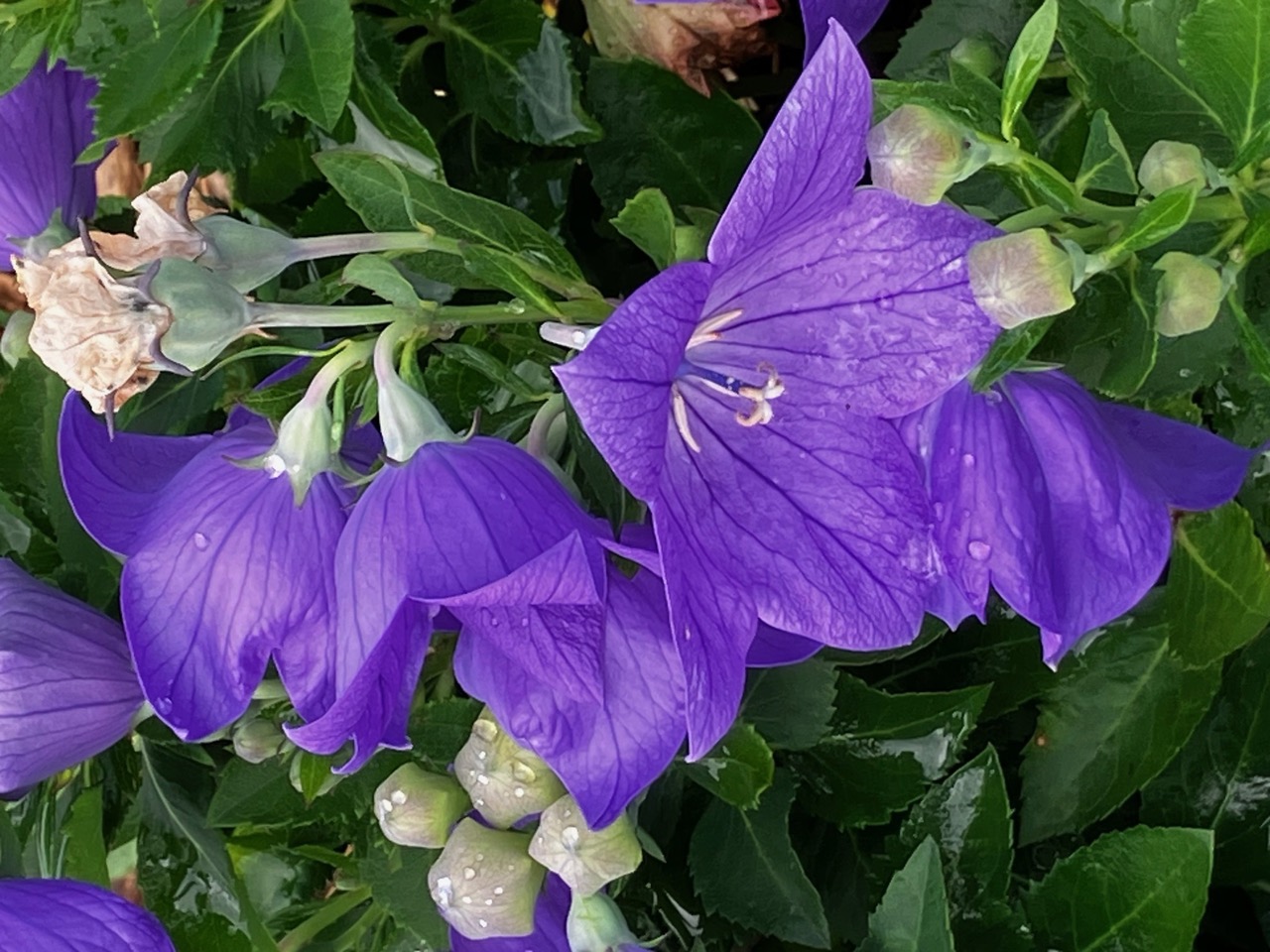 Purple flowers in bloom