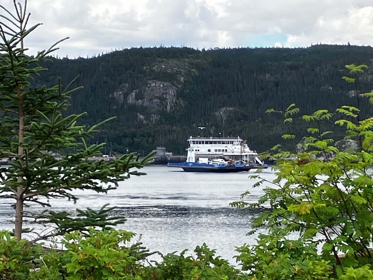 A boat on the water, seen through pine boughs