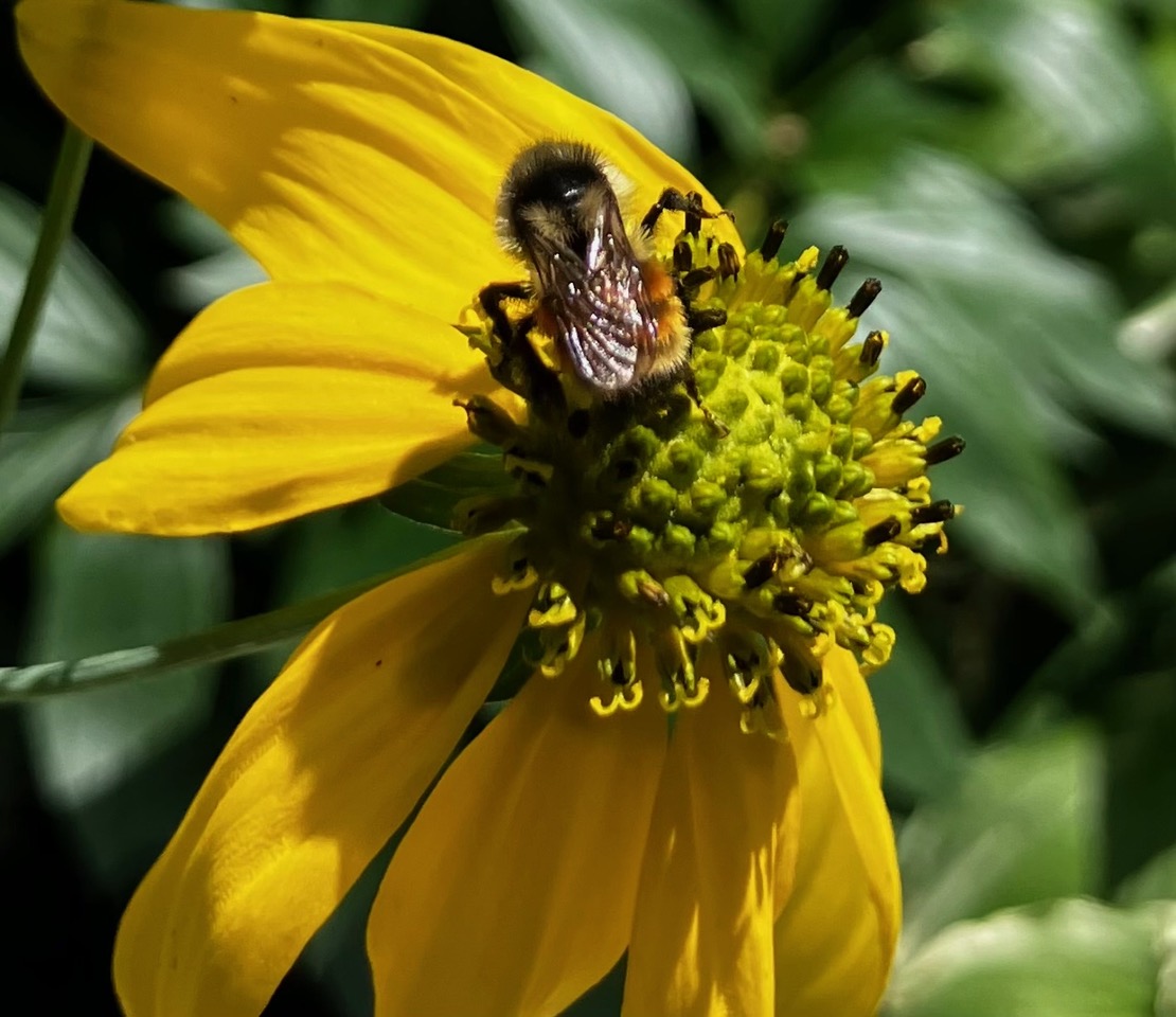 A bee on a yellow flower