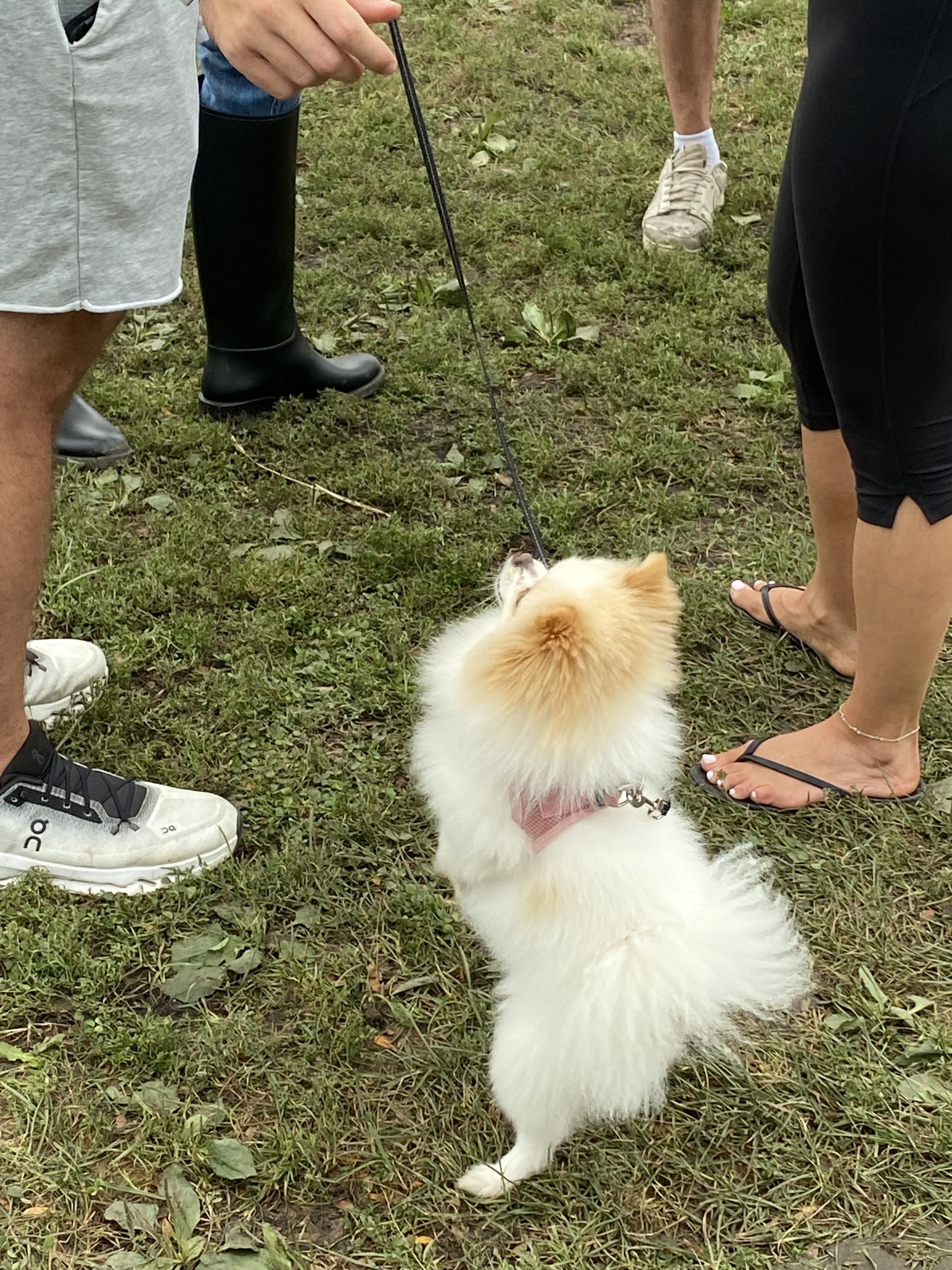 Everyone wants a dumpling!